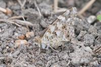 Vanessa cardui
