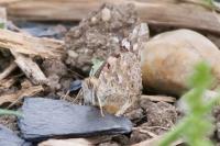 Vanessa cardui