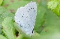 Celastrina argiolus