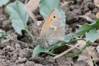 Coenonympha pamphilus