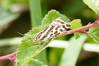 Emmelia trabealis