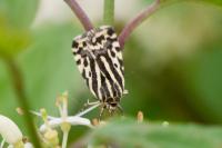 Emmelia trabealis