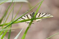 Iphiclides podalirius