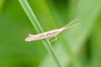 Plutella xylostella