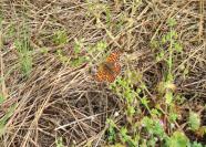 Melitaea phoebe