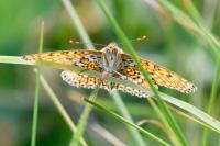 Melitaea cinxia