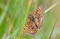 Melitaea cinxia