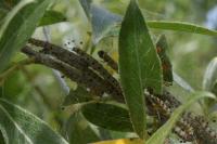 Yponomeuta rorrella