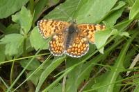 Melitaea phoebe