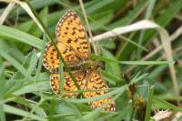 Boloria selene