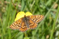 Euphydryas aurinia