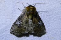 Tethea ocularis