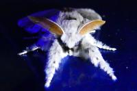 Calliteara pudibunda