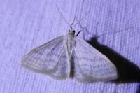 Idaea subsericeata