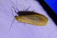 Wittia sororcula