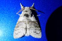 Calliteara pudibunda