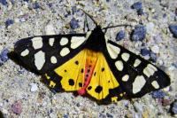Arctia villica