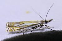 Crambus lathoniellus