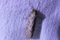 Pachycnemia hippocastanaria