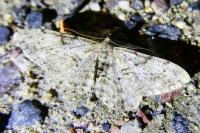 Peribatodes rhomboidaria