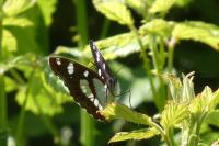 Limenitis reducta