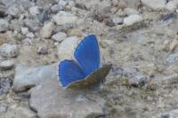 Lysandra bellargus