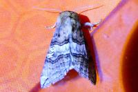 Tethea ocularis
