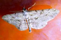 Peribatodes rhomboidaria