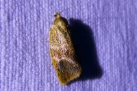 Ptycholoma lecheana