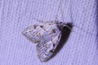 Nola confusalis
