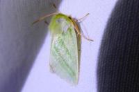 Pseudoips prasinanus