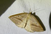 Petrophora chlorosata