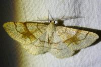 Adactylotis contaminaria