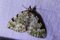 Colostygia pectinataria
