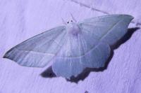 Campaea margaritaria