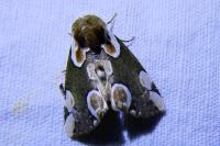 Thyatira batis