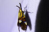 Alabonia geoffrella