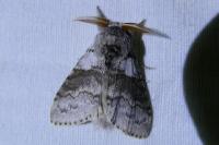 Calliteara pudibunda