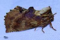Ptilodon capucina