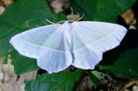 Campaea margaritaria