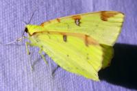 Opisthograptis luteolata