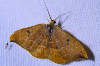 Watsonalla binaria