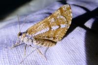 Bupalus piniaria