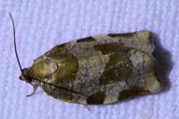 Choristoneura hebenstreitella