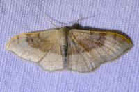 Idaea degeneraria