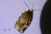Choristoneura hebenstreitella