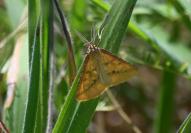 Aspitates ochrearia