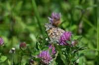 Vanessa cardui