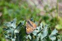 Melitaea phoebe