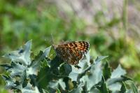 Melitaea phoebe